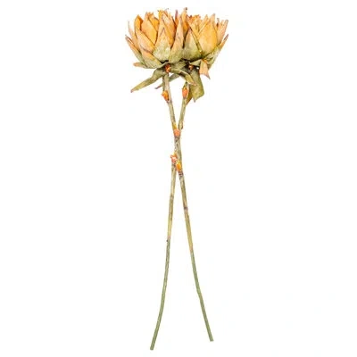 Vickerman 37 Plant In Orange