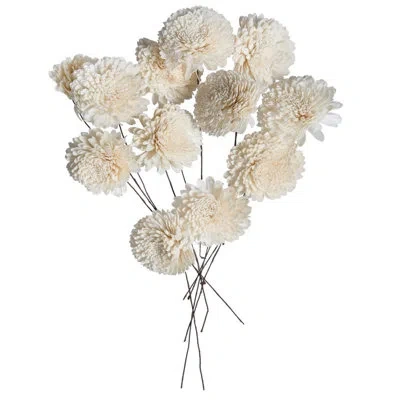 Vickerman 4" Natural Botanicals Dried Sola Flower Arrangement In Cream