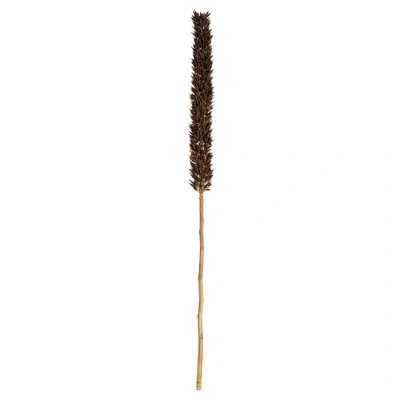 Vickerman 42 Plant In Brown