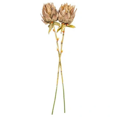 Vickerman 42.5 Plant In Brown