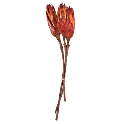 Vickerman 8-12" Repens On A Natural Stem, Dried Repens Arrangement In Red