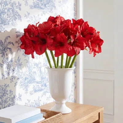 Vickerman Amaryllis Arrangement In Multi