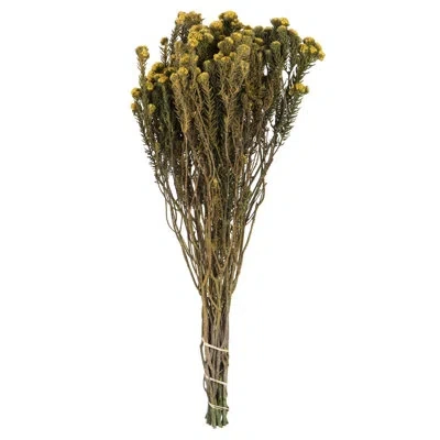 Vickerman Cotton Phylica Arrangement In Yellow