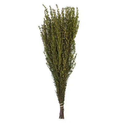 Vickerman Grabia Arrangement In Yellow