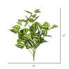 Vickerman Peperomia Bush In White