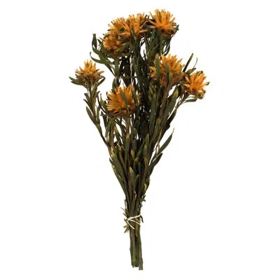 Vickerman Plumosum Arrangement In Orange