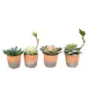 Vickerman Set Of 4 Assorted 7" Artificial Potted Succulents, Set Of 4 In Green