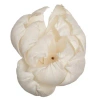Vickerman Stem In Cream