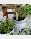 Vietri Viva Garden Reactive Medium Cachepot In Green