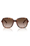 Vogue 53mm Polarized Square Sunglasses In Dark Havana