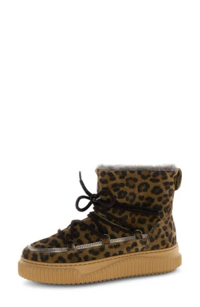 Voile Blanche Cortina Genuine Shearling Bootie In Multi