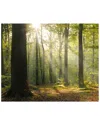 Wall Rogues Tranquil Forest Wall Mural