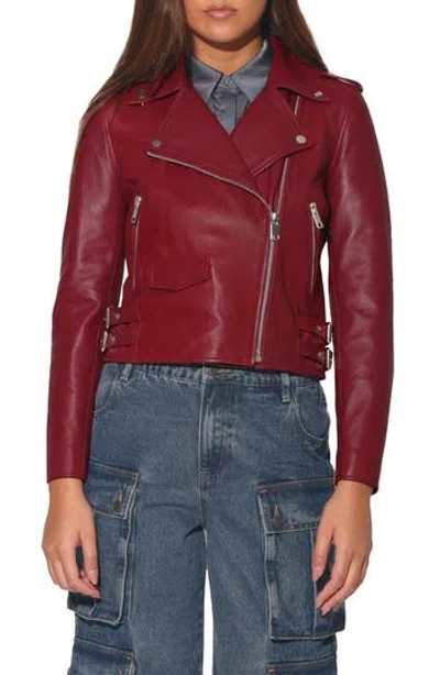 Walter Baker Liz Leather Crop Moto Jacket In Garnet