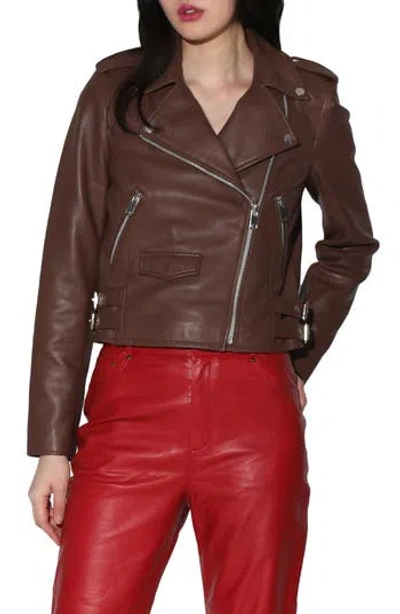 Walter Baker Liz Leather Crop Moto Jacket In Walnut
