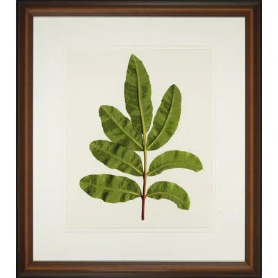 Wendover Art Group A Little Piece Of Nature I - Picture Frame Painting In White;green