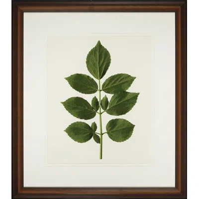 Wendover Art Group A Little Piece Of Nature Ii - Picture Frame Painting In White;green