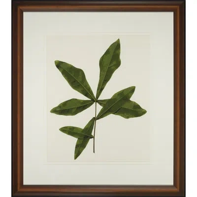 Wendover Art Group A Little Piece Of Nature Iii - Picture Frame Painting In White;green