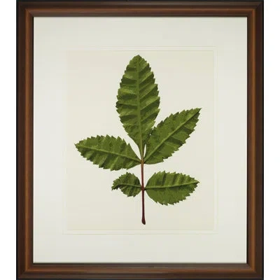 Wendover Art Group A Little Piece Of Nature Iv - Picture Frame Painting In White;green