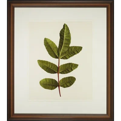 Wendover Art Group A Little Piece Of Nature V - Picture Frame Painting In White;green