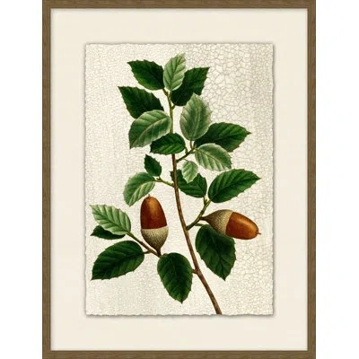 Wendover Art Group Acorn 5 - Picture Frame Painting On Paper In Multi