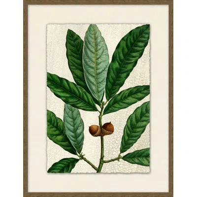 Wendover Art Group Acorn 6 - Picture Frame Painting On Paper In Multi