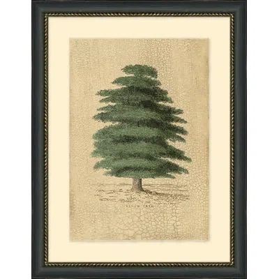 Wendover Art Group Algum Tree - Picture Frame Graphic Art On Paper In Green;beige