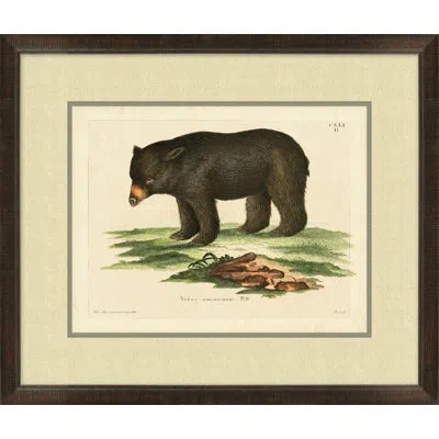 Wendover Art Group American Bear 1 - Picture Frame Painting On Paper In Brown;white;green