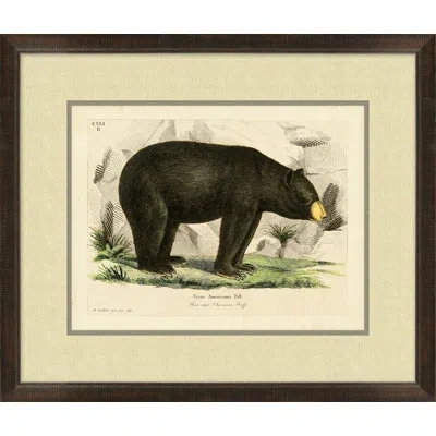 Wendover Art Group American Bear 2 - Picture Frame Painting On Paper In Black;white;green