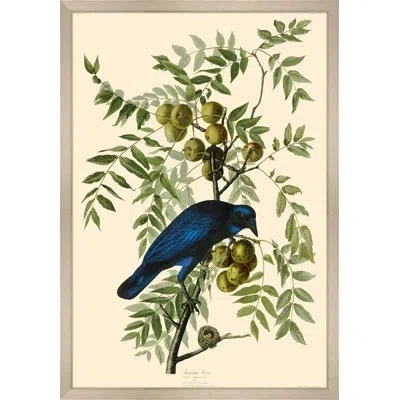 Wendover Art Group American Crow - Picture Frame On Paper In Blue;green;beige