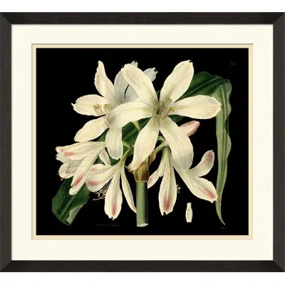 Wendover Art Group Antique Orchid On Black I - Picture Frame Painting On Paper In Green;ivory