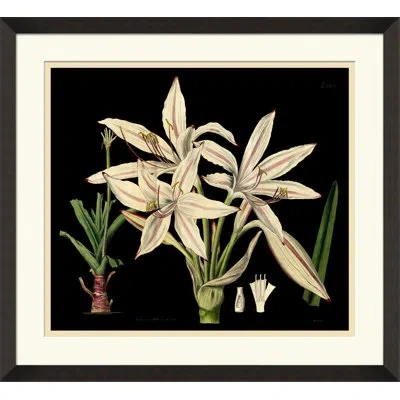 Wendover Art Group Antique Orchid On Black Ii - Picture Frame Painting On Paper In White;green;pink