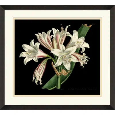 Wendover Art Group Antique Orchid On Black Iii - Picture Frame Painting On Paper In Black;white;green