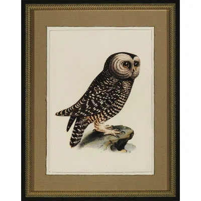 Wendover Art Group Antique Owl I - Picture Frame Graphic Art In Black;beige