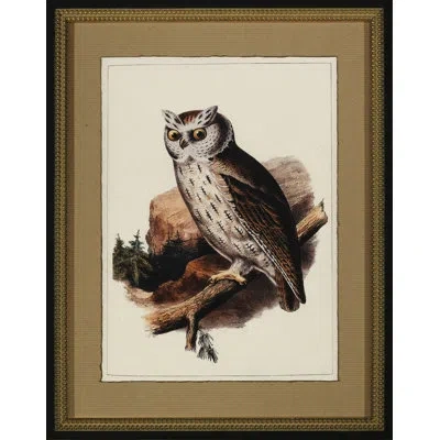 Wendover Art Group Antique Owl Ii - Picture Frame Graphic Art In Brown;beige