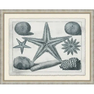 Wendover Art Group Aquatic Specimines 1 - Picture Frame Painting On Paper In Blue;gray;ivory