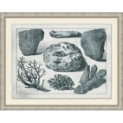 Wendover Art Group Aquatic Specimines 2 - Picture Frame Graphic Art On Paper In Blue;gray;ivory