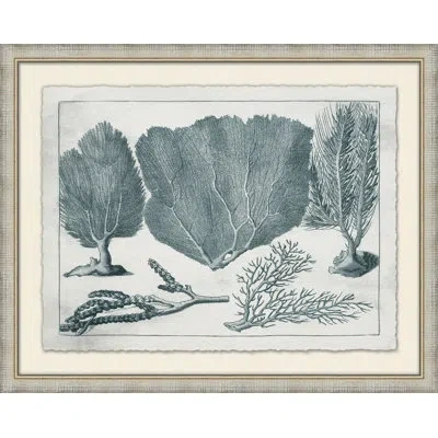 Wendover Art Group Aquatic Specimines 3 - Picture Frame Graphic Art On Paper In Blue;gray;beige