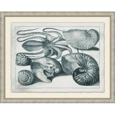 Wendover Art Group Aquatic Specimines 4 - Picture Frame Painting On Paper In Blue;gray;beige
