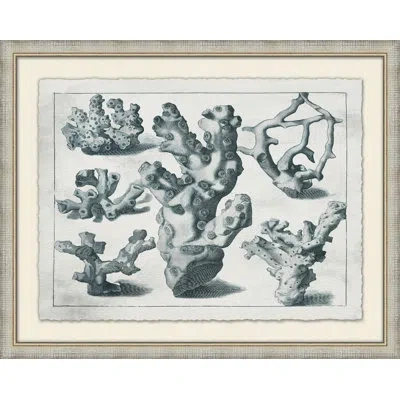 Wendover Art Group Aquatic Specimines 5 - Picture Frame Painting On Paper In Blue;gray;beige