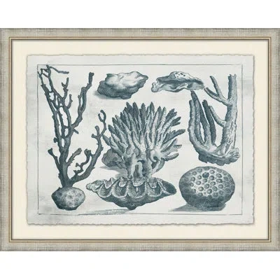 Wendover Art Group Aquatic Specimines 6 - Picture Frame Painting On Paper In Blue;gray;ivory