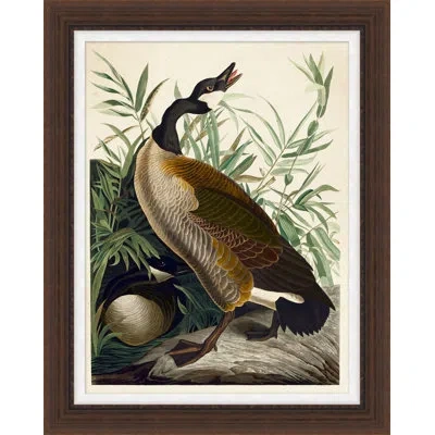Wendover Art Group Audubon's Duck - Picture Frame Painting On Paper In Brown;green