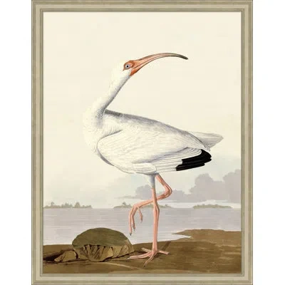 Wendover Art Group Audubon Ibis 1 - Single Picture Frame Print In Cream,brown