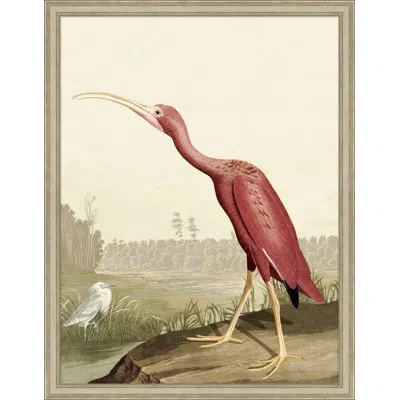 Wendover Art Group Audubon Ibis 2 - Single Picture Frame Print In Cream,brown,pink