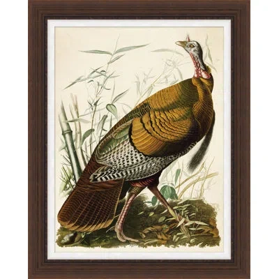 Wendover Art Group Audubon's Turkey - Picture Frame Painting In Brown;green