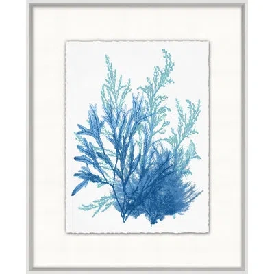 Wendover Art Group Azure Ocean Herbarium 9 By Lillian August - Picture Frame Painting On Paper In Blue;white;turquoise
