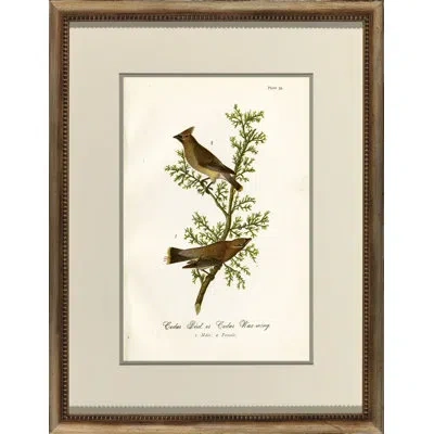 Wendover Art Group B703 Bird - Picture Frame Graphic Art In Black;brown;green