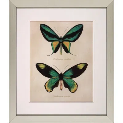 Wendover Art Group Bejeweled Butterfly I - Picture Frame Graphic Art On Paper In Black;green;beige;yellow