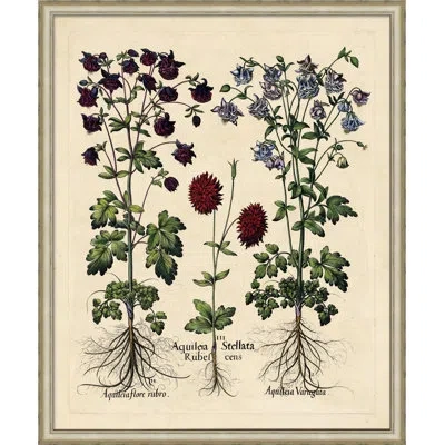 Wendover Art Group Besslers Agaileia - Picture Frame Graphic Art Print In Green;red;beige;purple