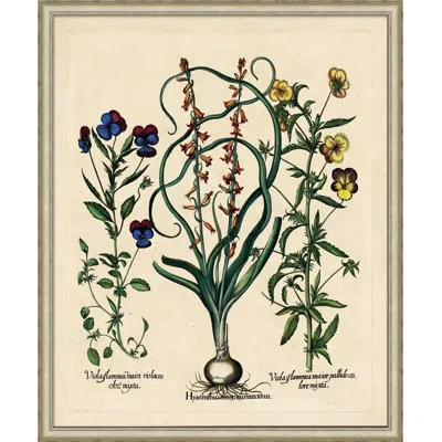 Wendover Art Group Besslers Hyacinthus - Picture Frame Graphic Art On Paper In Blue;green;red;yellow