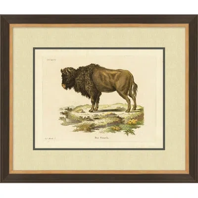 Wendover Art Group Bison 2 - Picture Frame Drawing Print On Paper In Brown;green;beige